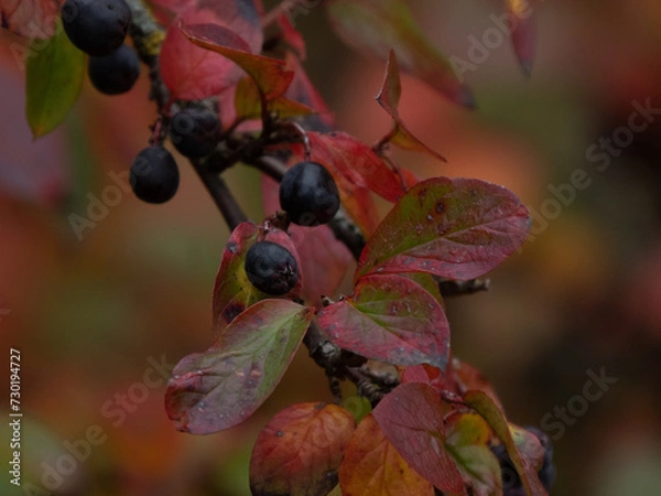 Fototapeta Herbstleuchten