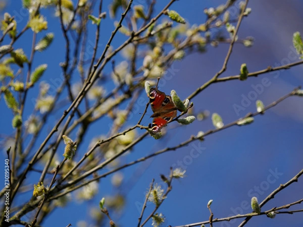 Obraz Schmetterling auf Blüte