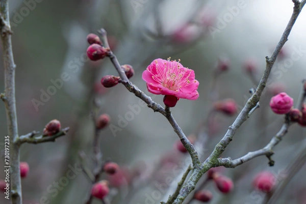 Obraz 梅の花が咲く季節