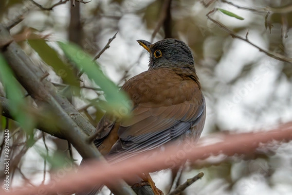 Fototapeta 茂みの中にいる野鳥