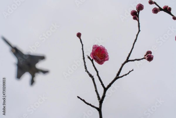 Fototapeta 梅の花と戦闘機