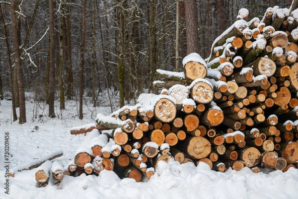 Fototapeta Forest's Winter Harvest: Snow-Capped Log Pile