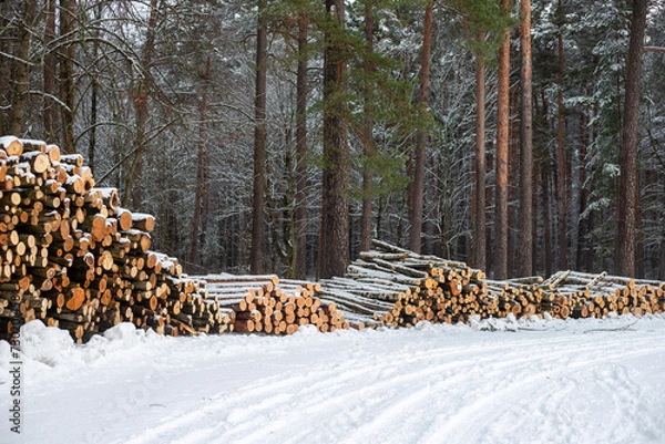 Obraz Forest's Winter Harvest: Snow-Capped Log Pile