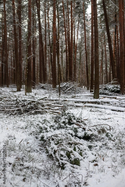 Obraz Forest's Winter Harvest: Snow-Capped Log Pile