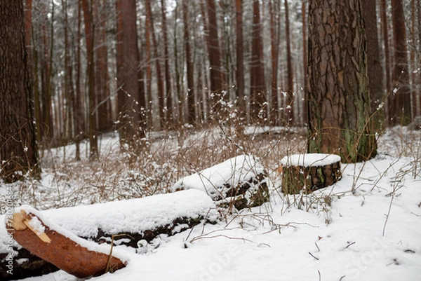 Obraz Forest's Winter Harvest: Snow-Capped Log Pile