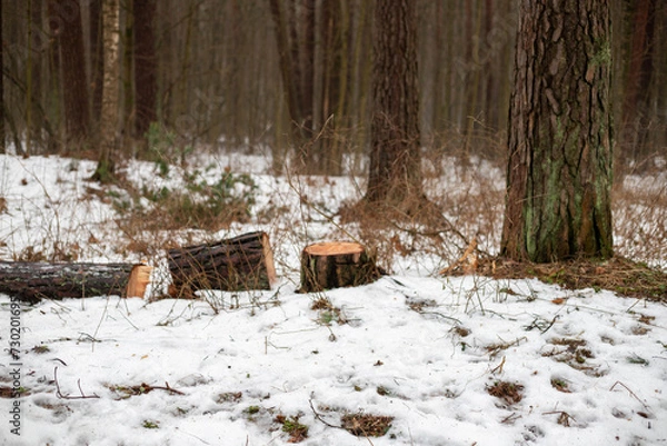 Obraz Forest's Winter Harvest: Snow-Capped Log Pile