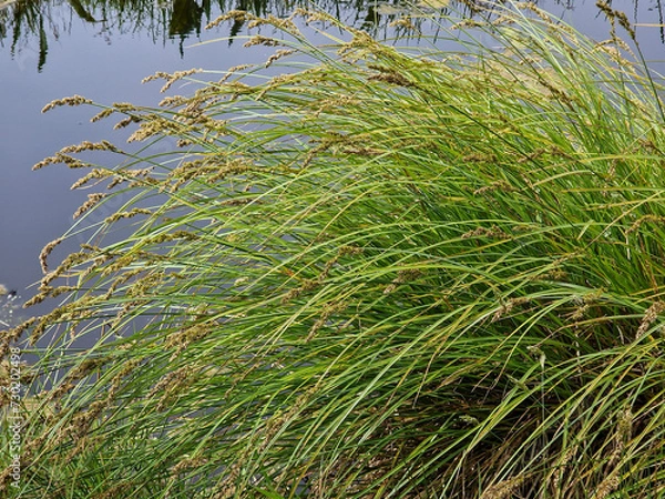 Fototapeta Greater tussock-sedge (.Carex paniculata), flowering