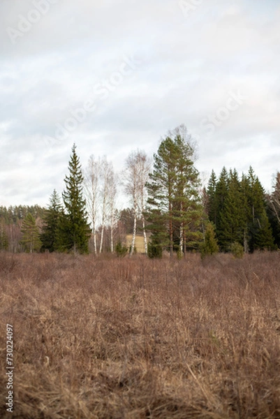 Obraz Birch and Pine Trees Standing Amidst Brown Grass