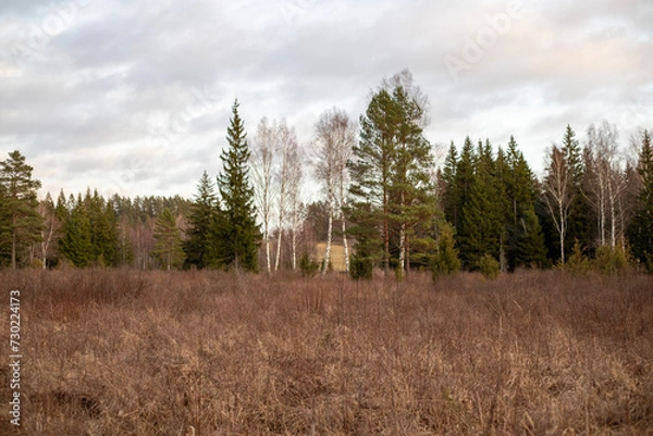 Obraz Birch and Pine Trees Standing Amidst Brown Grass