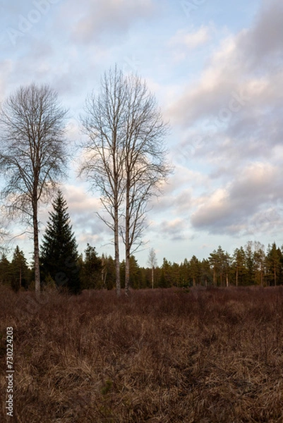Obraz Bare Birch Trees Against a Winter Sky