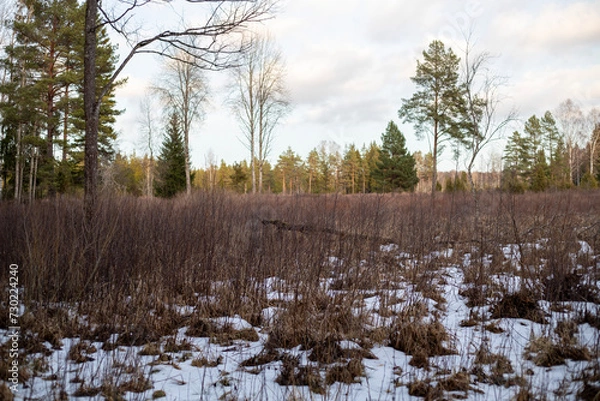 Obraz Bare Birch Trees Against a Winter Sky