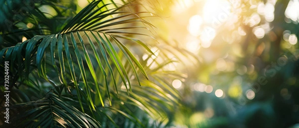 Fototapeta Golden sunlight filters through tropical palm fronds, creating a warm