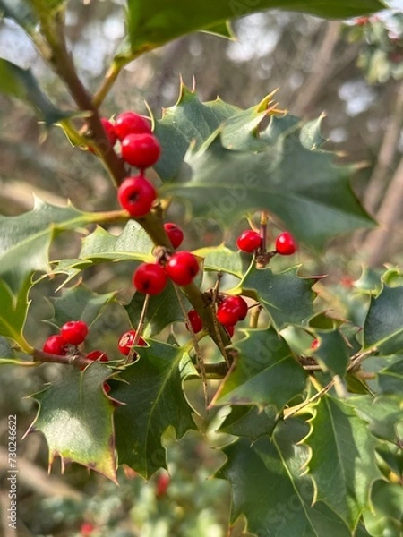 Obraz Winter Holly with Bright Red Berries