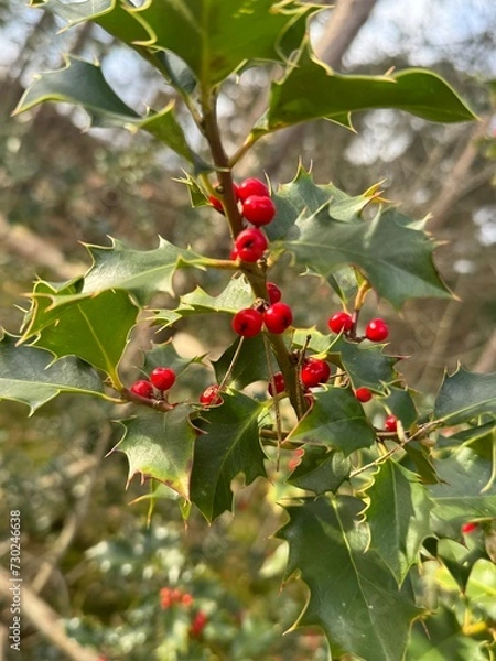 Obraz Vibrant Holly Berries on a Branch