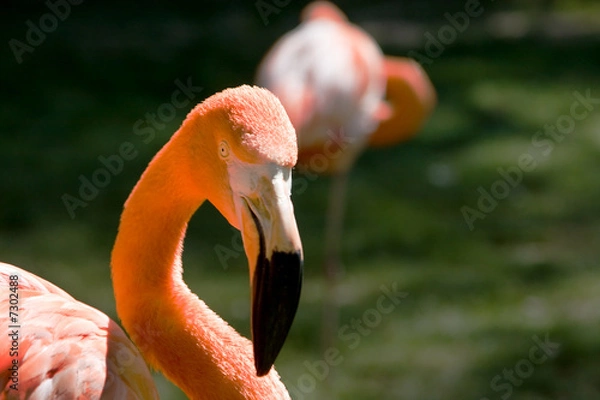 Obraz Flamingo
