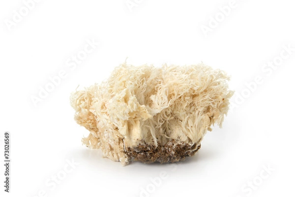 Fototapeta ヤマブシタケ