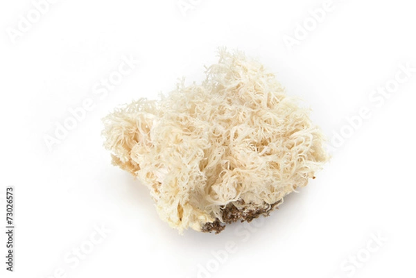 Fototapeta ヤマブシタケ