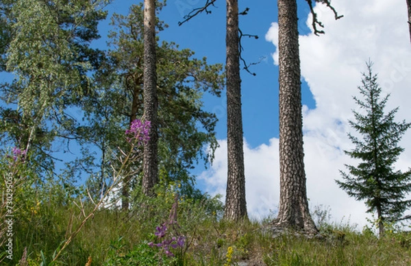 Fototapeta Pine trunks on the mountain top against a background of blue sky and white clouds on a summer day