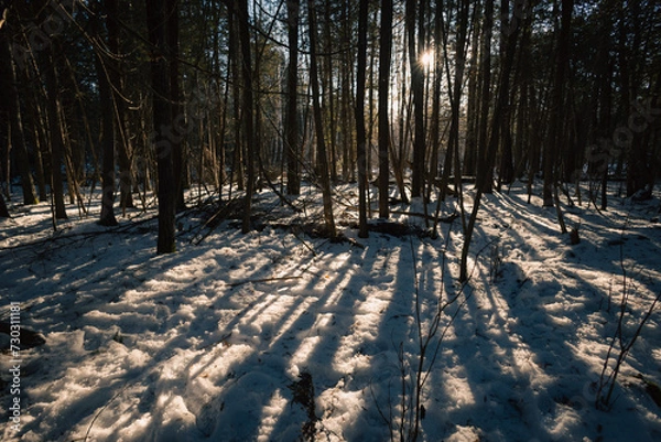 Obraz forrest winter