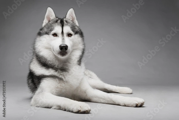 Obraz Portrait of siberian husky on gray background
