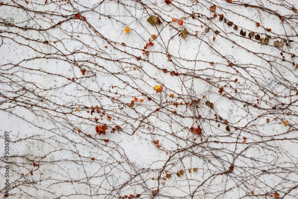 Fototapeta Bare tree branches with a few leaves against a white wall background