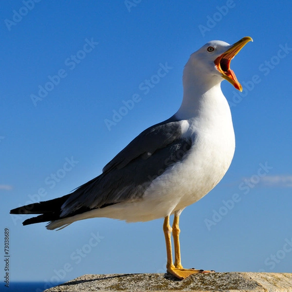 Obraz The seagull