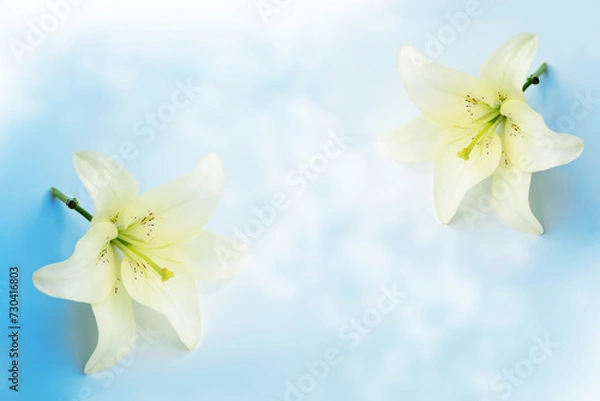Fototapeta Greeting card. Beautiful spring flower white lily closeup on a light background.