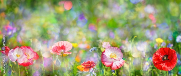 Fototapeta summer meadow with red poppy
