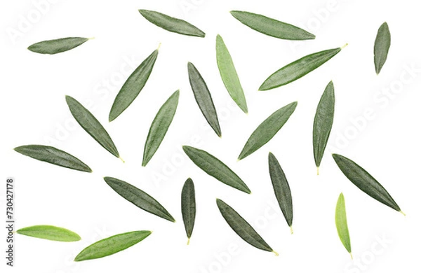 Fototapeta Fresh green leaves olive tree isolated on white, pattern texture