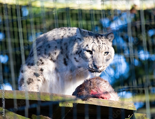Fototapeta Snow leopard portrait