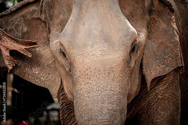 Fototapeta elephants playing
