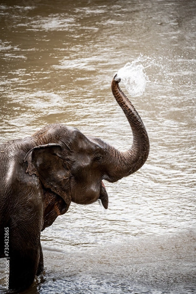 Fototapeta elephants playing