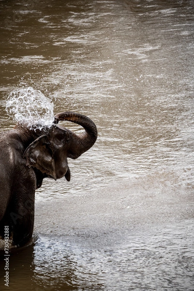 Fototapeta elephants playing