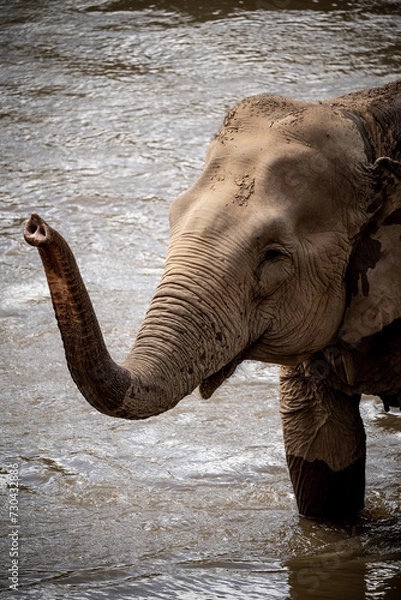 Fototapeta elephants playing