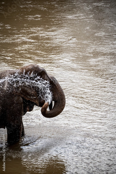 Fototapeta elephants playing