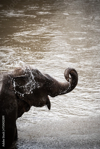 Fototapeta elephants playing