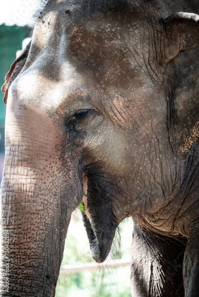 Fototapeta elephants playing