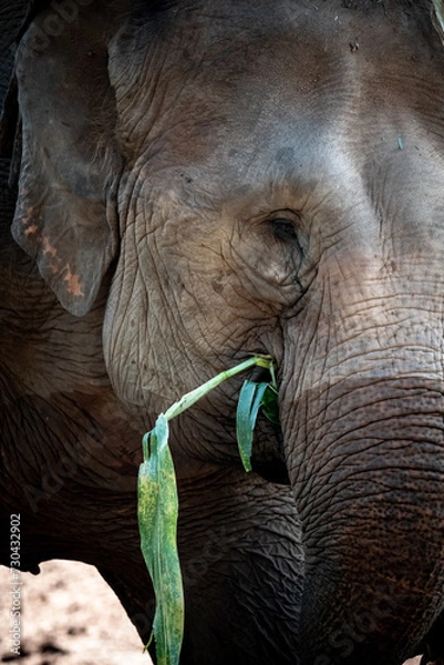 Fototapeta elephants playing