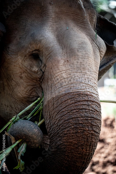 Fototapeta elephants playing