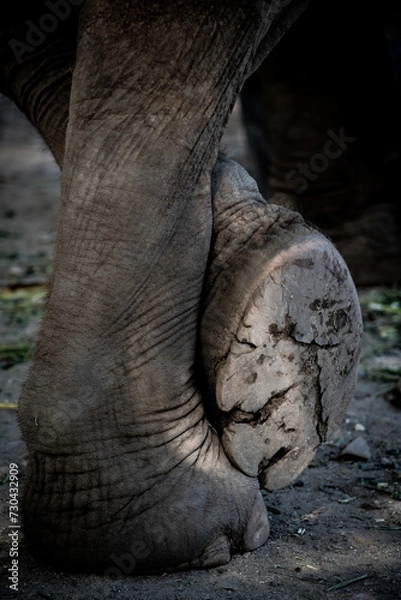 Fototapeta elephants playing