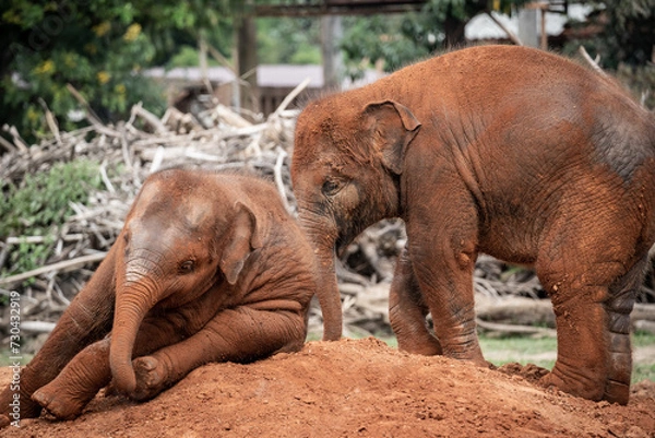Fototapeta elephants playing