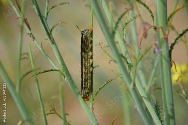 Obraz common reed warbler