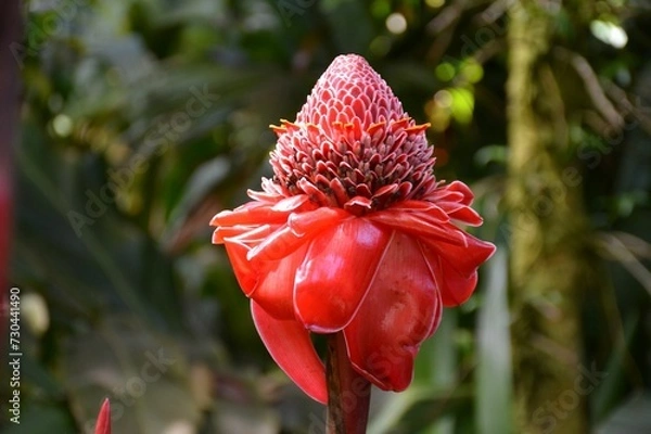 Obraz red flower