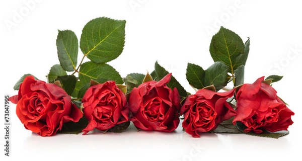 Obraz Red roses.