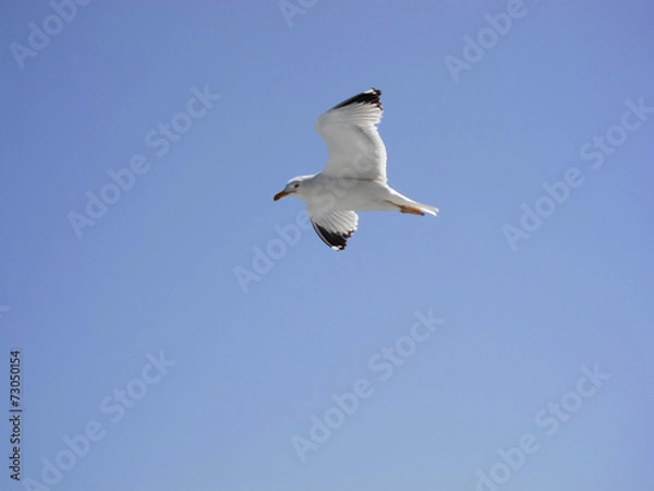 Fototapeta Чайка на фоне синего неба