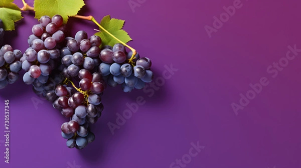 Obraz fresh grapes on isolated purple background