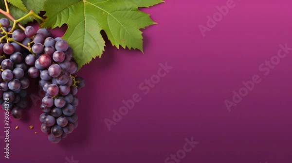Obraz fresh grapes on isolated purple background