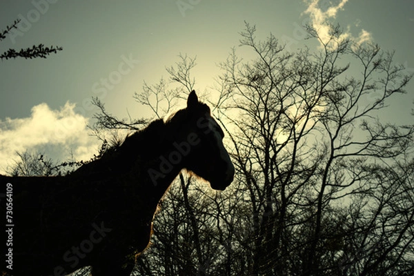 Obraz Horse silhouette backlit with branches in the background