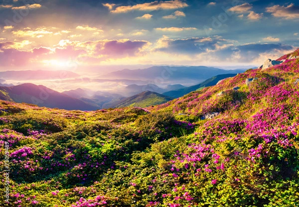 Fototapeta Magic pink rhododendron flowers in the mountains. Summer sunrise