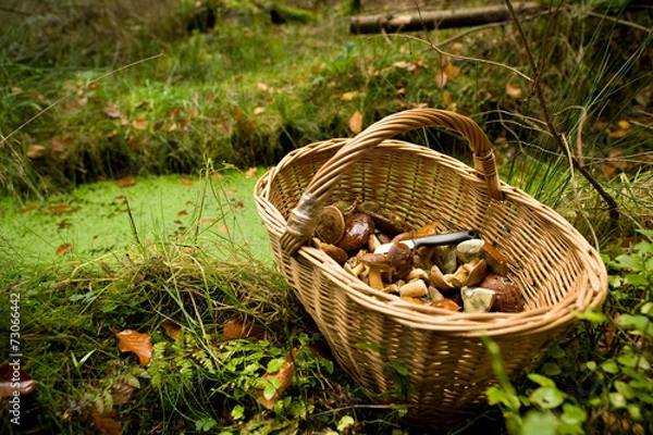Obraz Korb mit Pilzen im Wald
